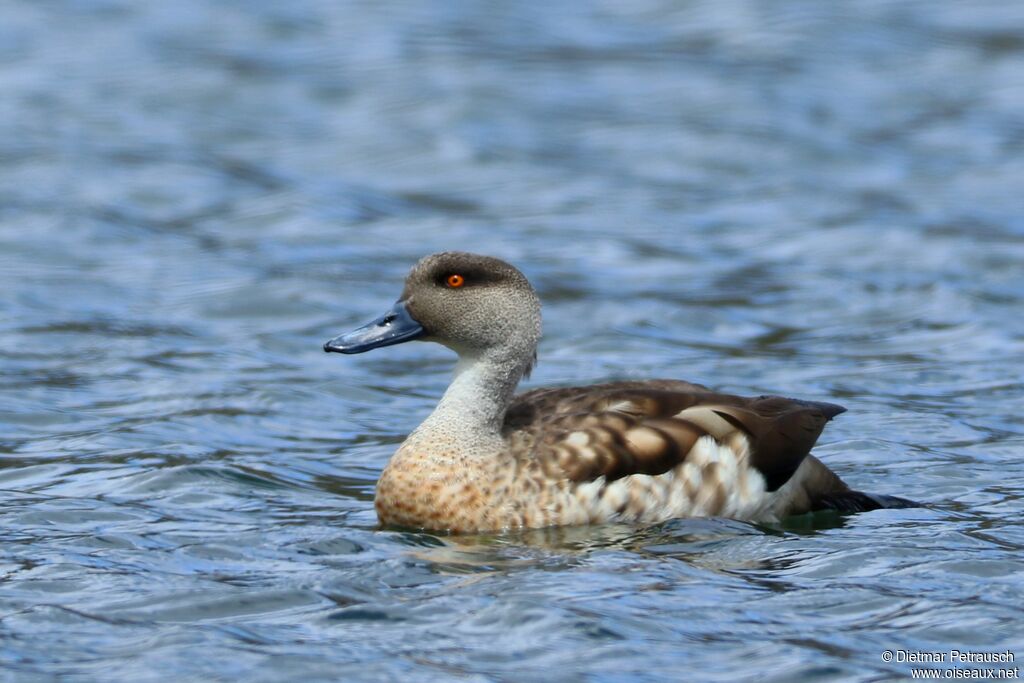 Crested Duckadult