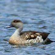 Crested Duck