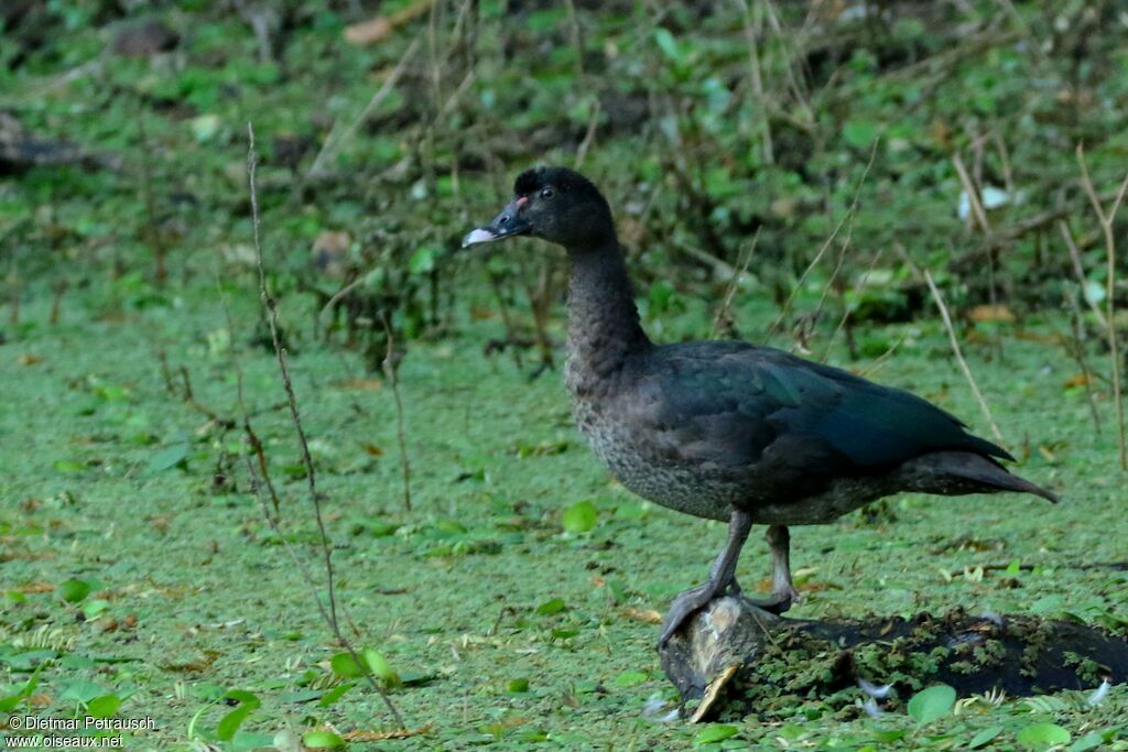 Canard musqué mâle adulte