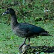 Muscovy Duck