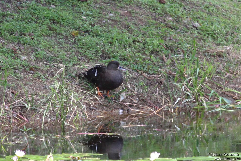 African Black Duckadult