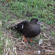 Canard noirâtre