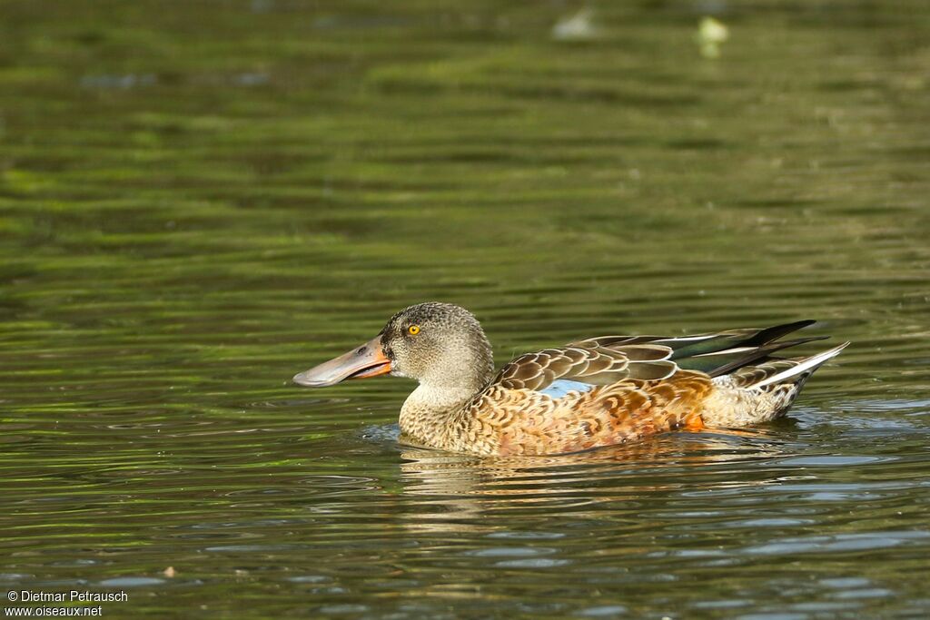 Canard souchet mâle adulte internuptial