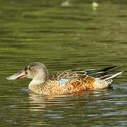 Canard souchet