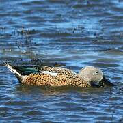 Red Shoveler