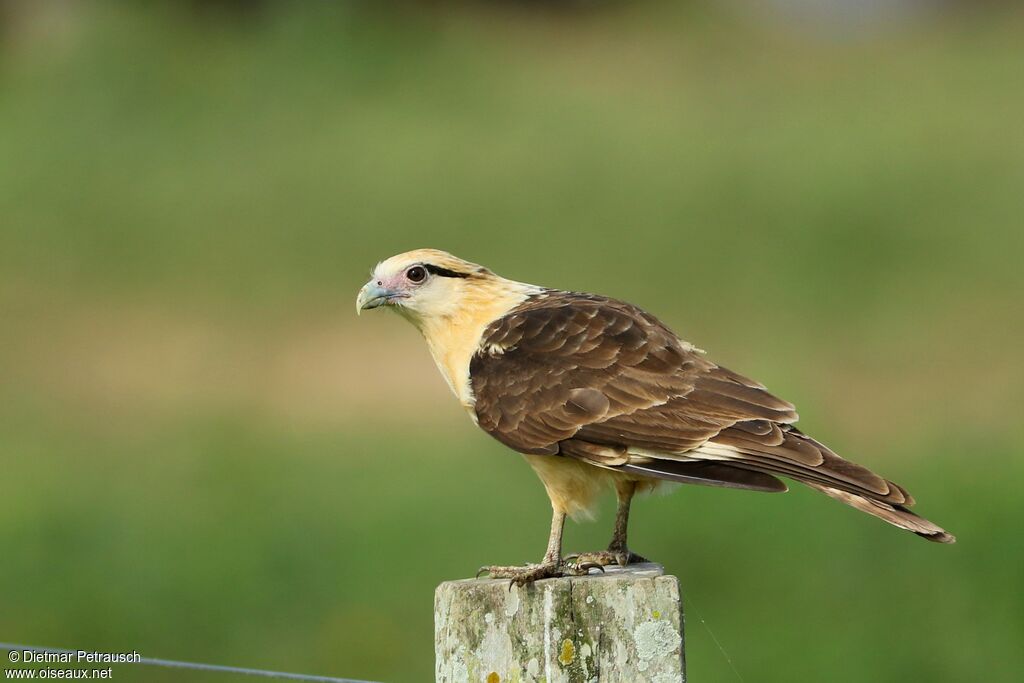 Caracara à tête jauneadulte