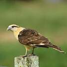 Caracara à tête jaune