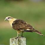 Caracara à tête jaune