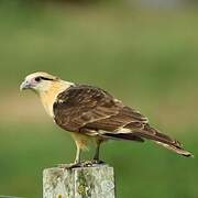 Yellow-headed Caracara