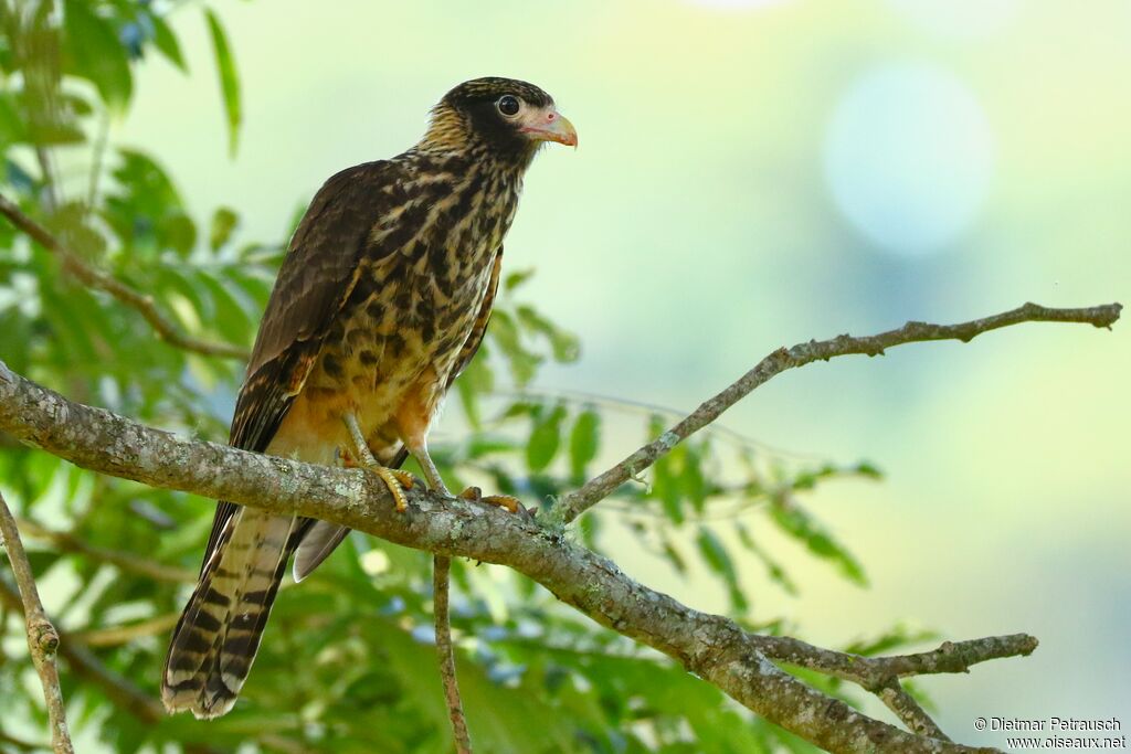 Caracara à tête jauneimmature