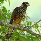 Caracara à tête jaune