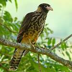 Caracara à tête jaune