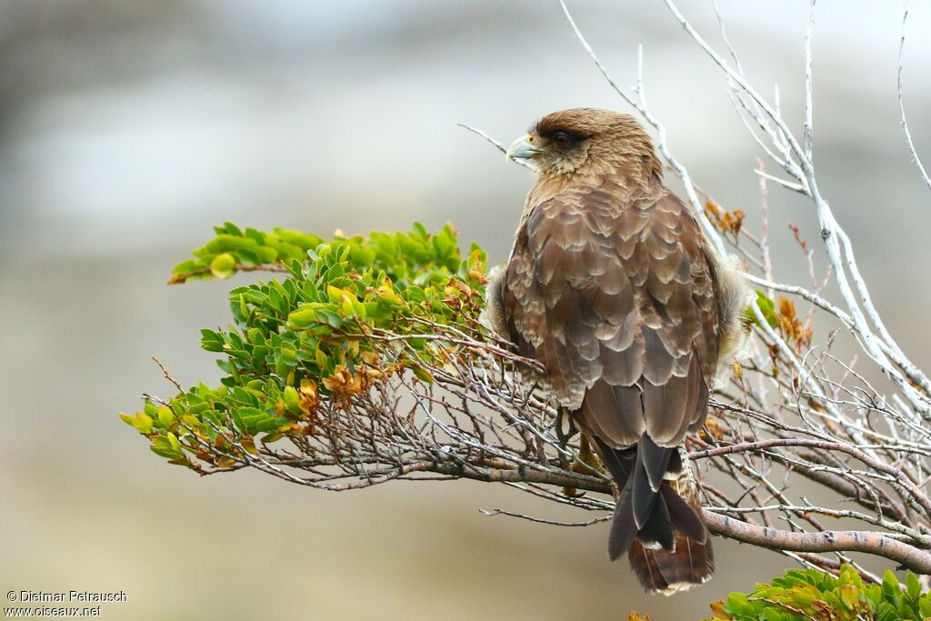 Chimango Caracaraadult