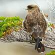 Caracara chimango