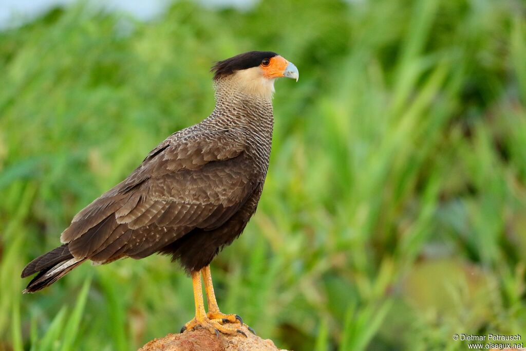 Caracara huppéadulte, identification