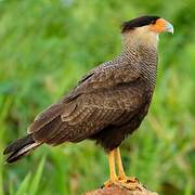 Caracara huppé