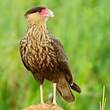 Caracara huppé