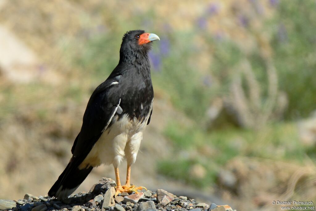 Caracara montagnardadulte