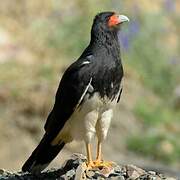 Caracara montagnard