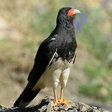 Caracara montagnard