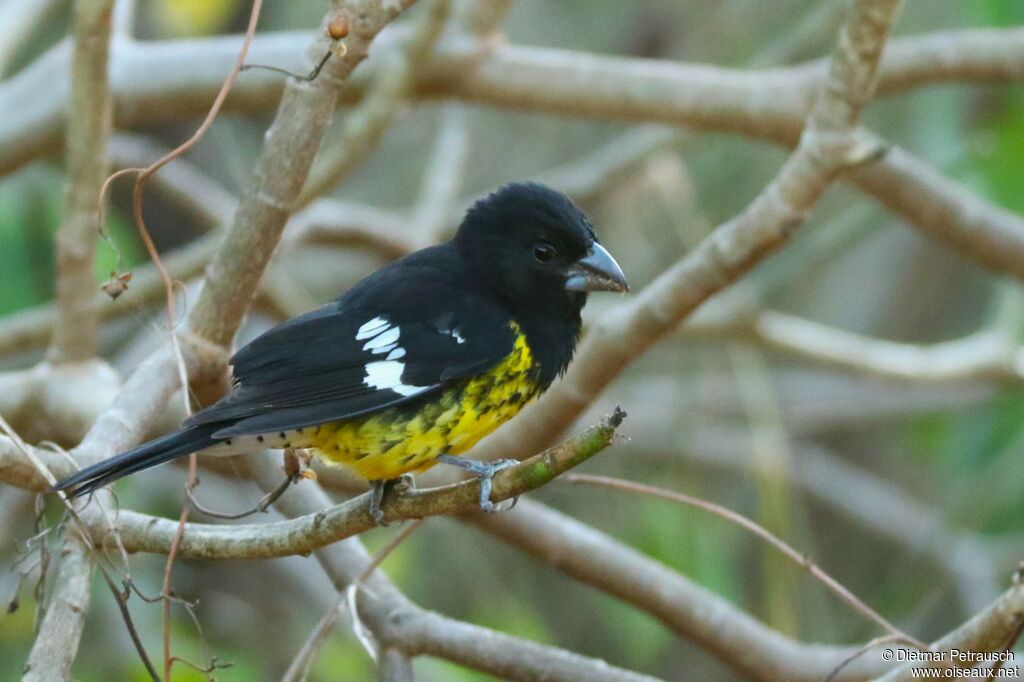 Black-backed Grosbeakadult