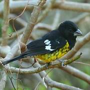 Black-backed Grosbeak