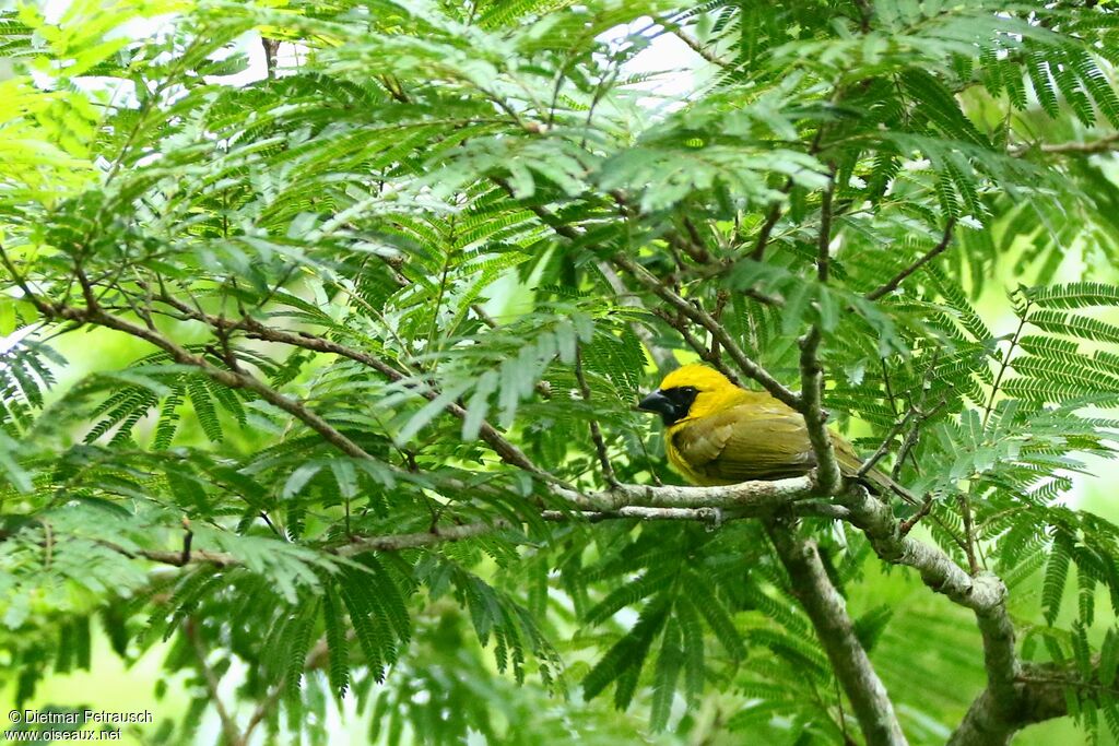 Yellow-green Grosbeakadult