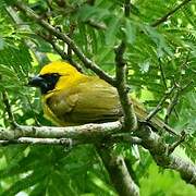 Yellow-green Grosbeak