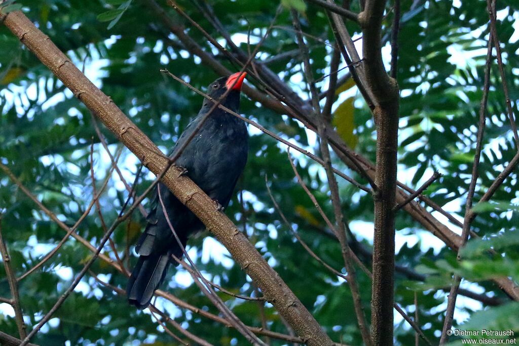 Cardinal fuligineuxadulte