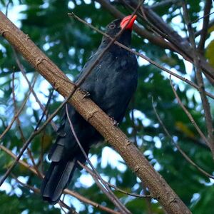 Cardinal fuligineux