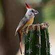 Cardinal vermillon