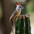 Cardinal vermillon
