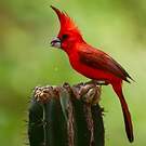 Cardinal vermillon