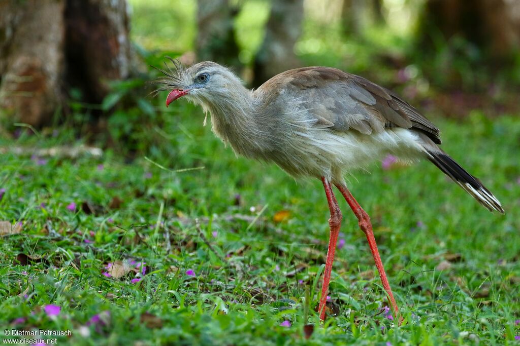 Cariama huppéadulte