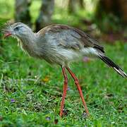 Red-legged Seriema