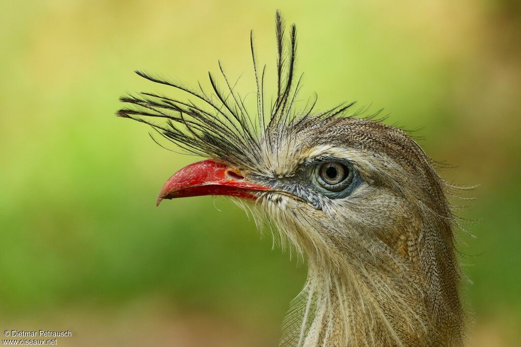 Red-legged Seriemaadult