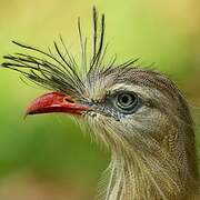 Red-legged Seriema