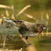 Chestnut-capped Blackbird