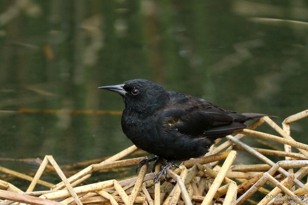 Yellow-winged Blackbird male adult