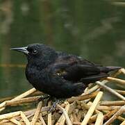 Yellow-winged Blackbird