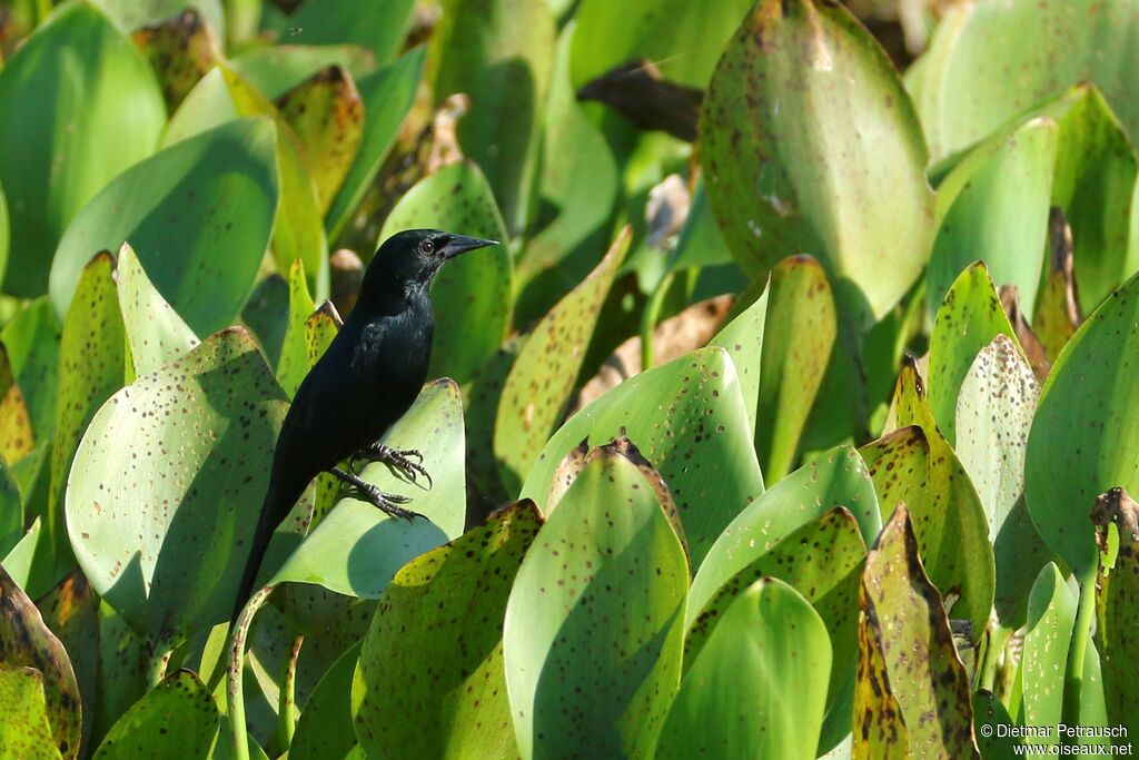 Unicolored Blackbird male adult