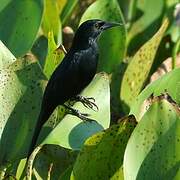 Unicolored Blackbird