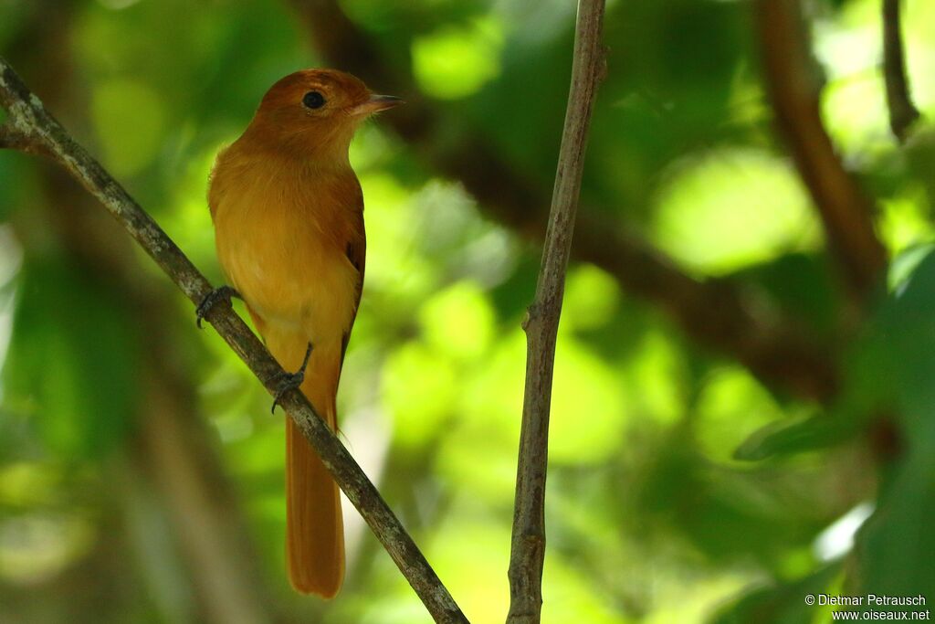 Rufous Casiornisadult