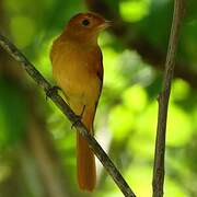 Rufous Casiornis