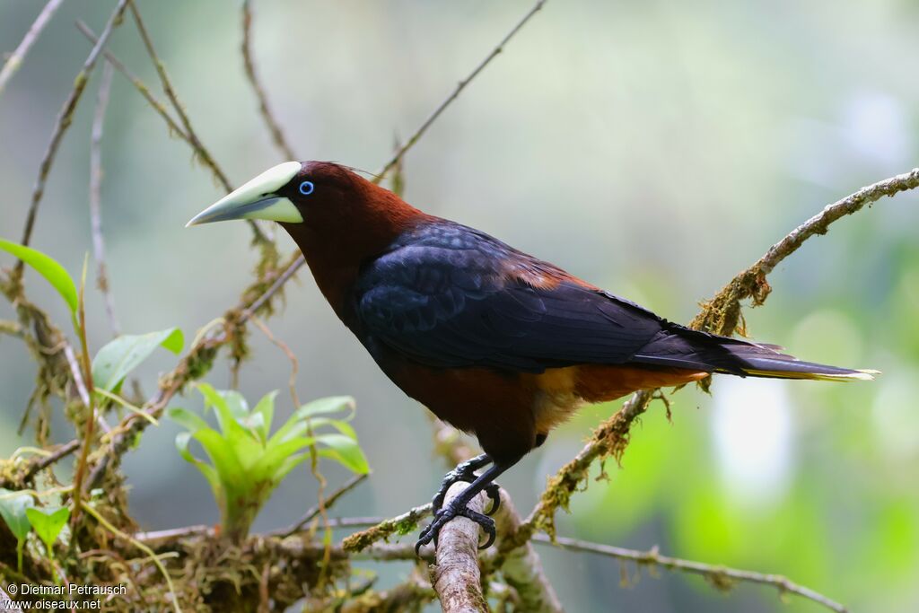 Cassique à tête bruneadulte