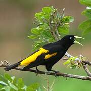 Yellow-rumped Cacique