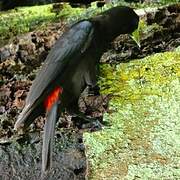 Red-rumped Cacique