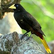 Crested Oropendola