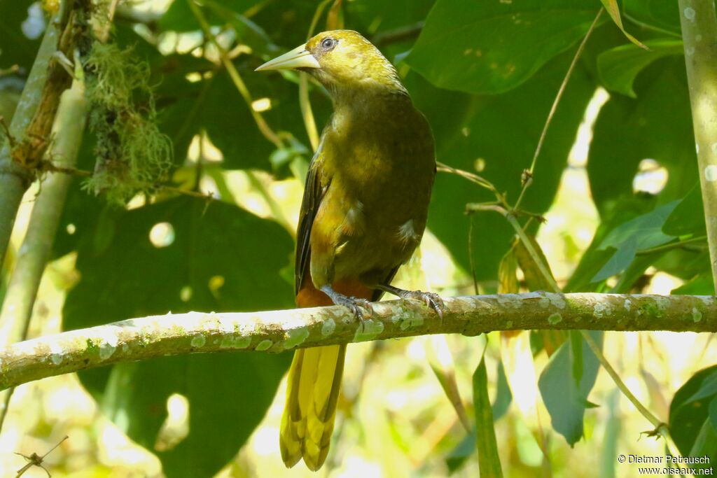 Dusky-green Oropendolaadult