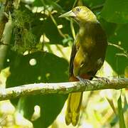 Dusky-green Oropendola